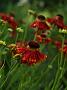 Helenium Moeheim Beauty3